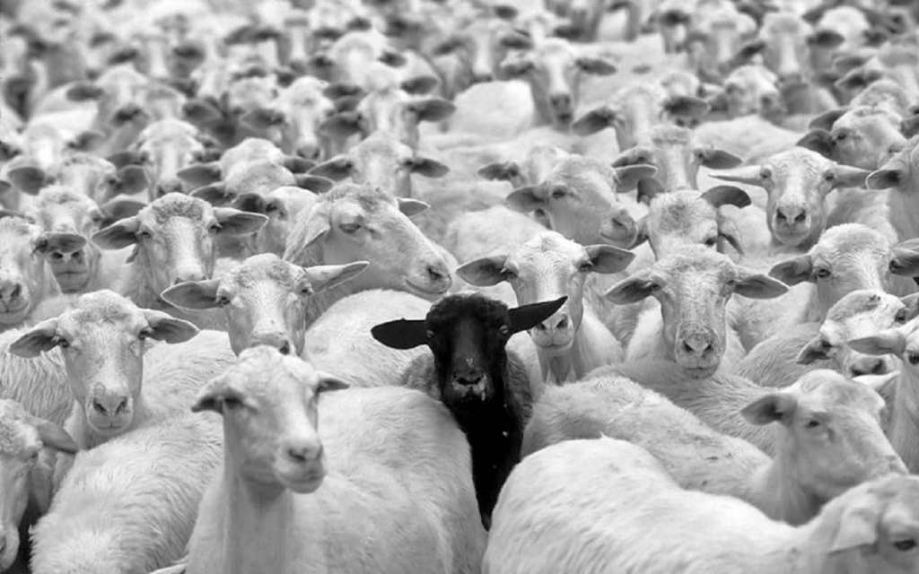 Conformismo e esperimento di Asch: la pecora nera viene soffocata dal gregge